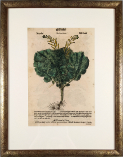 Mattioli Pietro Andrea – Kapusta, Brukev, kolorovaný původní dřevořez, 1562