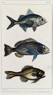 Cuvier Georges – Ryby, staře kolorovaný původní oceloryt, 1832