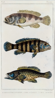 Cuvier Georges – Ryby, staře kolorovaný původní oceloryt, 1832