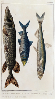 Cuvier Georges – Ryby, staře kolorovaný původní oceloryt, 1832