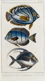 Cuvier Georges – Ryby, staře kolorovaný původní oceloryt, 1832