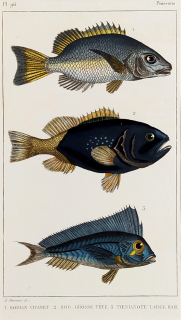 Cuvier Georges – Ryby, staře kolorovaný původní oceloryt, 1832