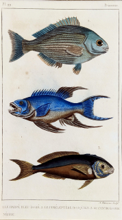 Cuvier Georges – Ryby, staře kolorovaný původní oceloryt, 1832