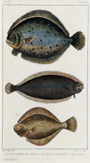 Cuvier Georges – Ryby, staře kolorovaný původní oceloryt, 1832