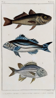 Cuvier Georges – Ryby, staře kolorovaný původní oceloryt, 1832