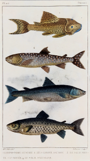 Cuvier Georges – Ryby, staře kolorovaný původní oceloryt, 1832