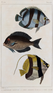 Cuvier Georges – Ryby, staře kolorovaný původní oceloryt, 1832