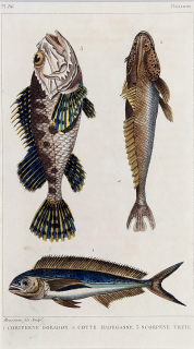 Cuvier Georges – Ryby, staře kolorovaný původní oceloryt, 1832