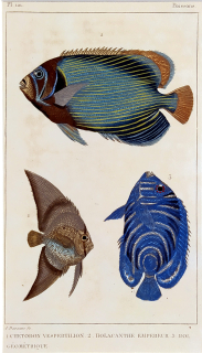 Cuvier Georges – Ryby, staře kolorovaný původní oceloryt, 1832
