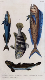 Cuvier Georges – Ryby, staře kolorovaný původní oceloryt, 1832