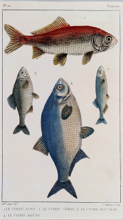 Cuvier Georges – Ryby, staře kolorovaný původní oceloryt, 1832