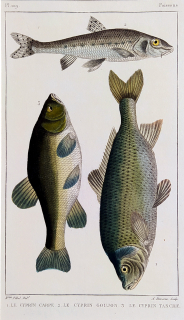 Cuvier Georges – Ryby, staře kolorovaný původní oceloryt, 1832