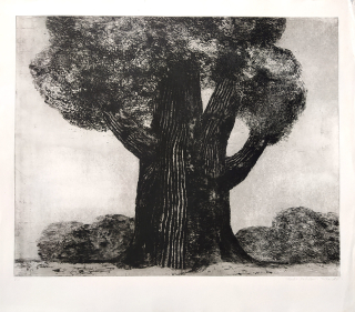 Kabátová-Táborská Zdena – Baobab, původní lept, číslováno 4/20, nedatováno