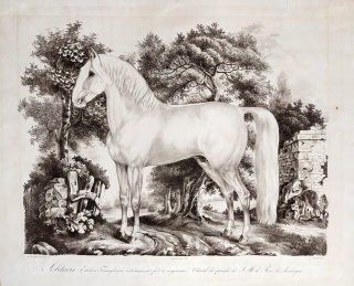 Bauduc Felice Cerruti – Solitaire, ze série Koně Carla Alberta, původní litografie, 1836