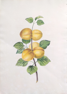 Brookshaw George – Meruňka, Groups of Fruit, staře kolorovaný původní mědiryt, 1819