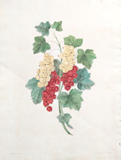 Brookshaw George – Rybíz, Groups of Fruit, staře kolorovaný původní mědiryt, 1819