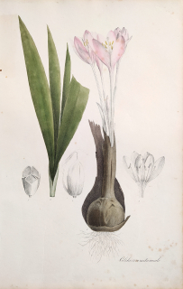 Nees von Esenbeck Th. Fr. L. – Ocún podzimní, Colchicum autumnale, staře kolorovaná původní litografie, 1828