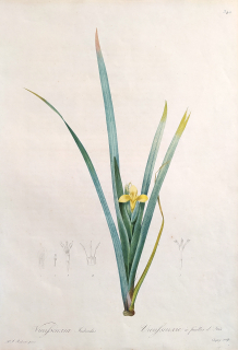 Redouté Pierre Joseph, Chapuy – Kosatec žlutý, Vieusseuxia Iridioides, staře kolorovaná akvatinta, 1805–1816