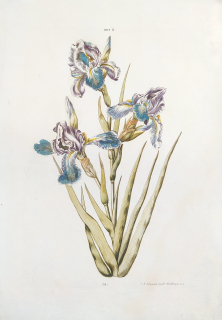 Ehret Georg – Kosatec, Iris II, staře kolorovaný původní mědiryt, 1754