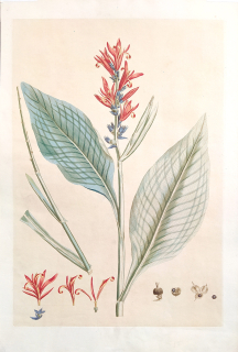 Miller John – Dosna indická, staře kolorovaný původní lept, 1770