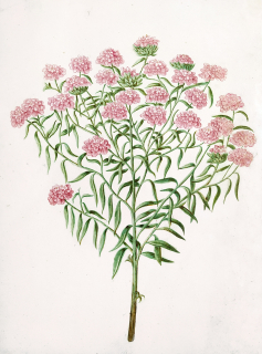 Kozlík lékařský – Valeriana officinalis, malba akvarelem, ca 1830