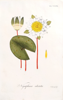 Guimpel Friedrich – Leknín vonný, Nymphaea odorata, staře kolorovaný původní mědiryt, 1838