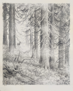 Hildprandt Karel z Ottenhausenu – Lesní zátiší, rozměrná kresba tužkou, 1950