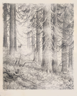 Hildprandt Karel z Ottenhausenu – Lesní zátiší, rozměrná kresba tužkou, 1950