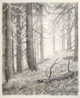Hildprandt Karel z Ottenhausenu – Lesní zátiší, rozměrná kresba tužkou, 1950