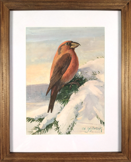 Zejbrlík Otakar – Křivka obecná, malba temperou a kvašem, ca 1930