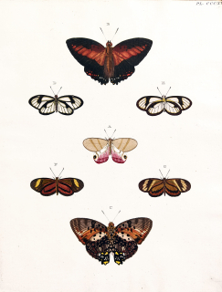 Cramer, Pieter – Motýli, Babočkovití (Nymphalidae), staře kolorovaný původní mědiryt, 1779–1782