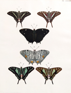 Cramer, Pieter – Motýli, Kometovití (Uraniidae), staře kolorovaný původní mědiryt, 1779–1782
