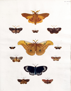 Cramer, Pieter – Motýli, Bourec morušový, Hypocrita aletta, staře kolorovaný původní mědiryt, 1779–1782