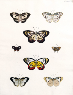 Cramer, Pieter – Motýli, Běláskovití (Pieridae), staře kolorovaný původní mědiryt, 1779–1782