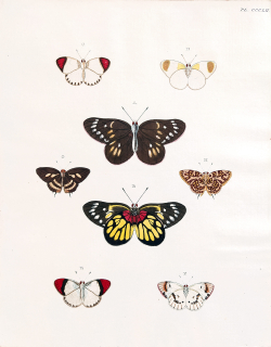 Cramer, Pieter – Motýli, Otakárkovití (Papilionidae), staře kolorovaný původní mědiryt, 1779–1782