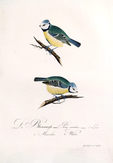 Susemihl J. C. – Sýkora modřinka, Parus caeruleus, staře kolorovaný původní lept, 1805