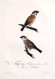 Susemihl J. C. – Vrabec polní, Fringilla montana, staře kolorovaný původní lept, 1805