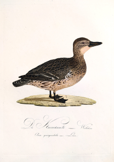Susemihl J. C. – Čírka modrá, Anas querquedula, staře kolorovaný původní lept, 1805