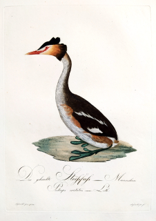 Susemihl J. C. – Potápka roháč, Podiceps cristatus, staře kolorovaný původní lept, 1805