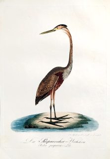 Susemihl J. C. – Volavka červená, Ardea purpurea, staře kolorovaný původní lept, 1805