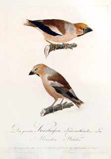 Susemihl J. C. – Dlask tlustozobý, Loxia coccothraustes, staře kolorovaný původní lept, 1805
