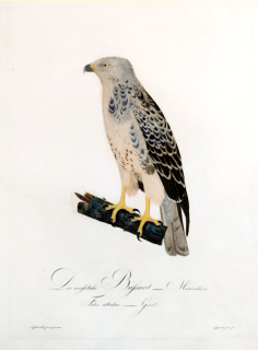 Susemihl J. C. – Bělavá lesní káně, Falco albidus, staře kolorovaný původní lept, 1805