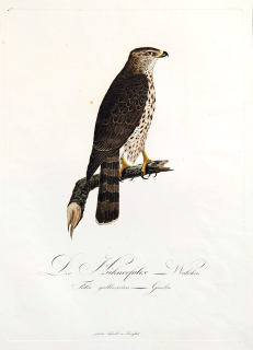 Susemihl J. C. – Jestřáb obecný, Falco gallinarius, staře kolorovaný původní lept, 1805