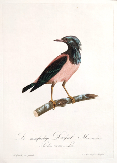 Susemihl J. C. – Drozd růžový, Turdus roseus, staře kolorovaný původní lept, 1805