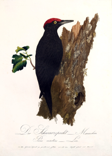 Susemihl J. C. – Datel černý, Picus martius, staře kolorovaný původní lept, 1805