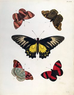 Cramer, Pieter – Motýli, Troides helena, Argynnis pandora, staře kolorovaný mědiryt, 1779–1782