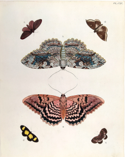 Cramer, Pieter – Noční motýli, Thysania zenobia, staře kolorovaný původní mědiryt, 1779–1782