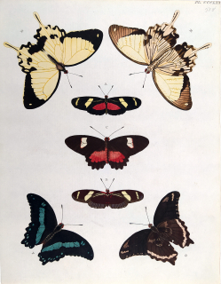 Cramer, Pieter – Motýli, Heliconius sara, staře kolorovaný původní mědiryt, 1779–1782