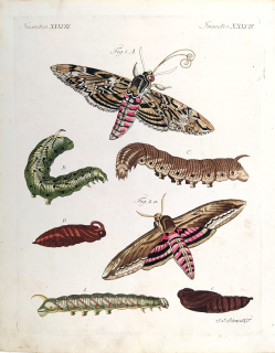 Schmuzer Jacob Xaver – Motýli, stádia životního cyklu můr, staře kolorovaný původní mědiryt, ca 1790
