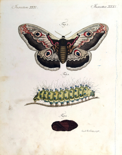 Schmuzer Jacob Xaver – Motýli, Martináčovití, staře kolorovaný původní mědiryt, ca 1790